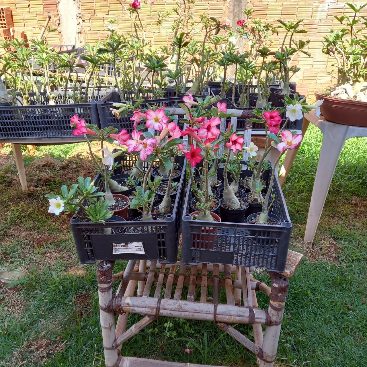Vende - se rosas do deserto  - Foto 5
