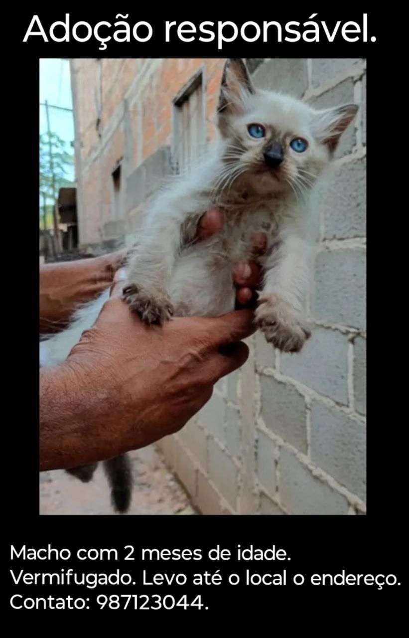 Adoção responsável 