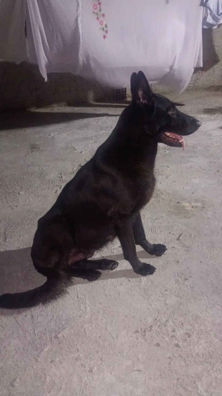 Pastor alemão  - Foto 2