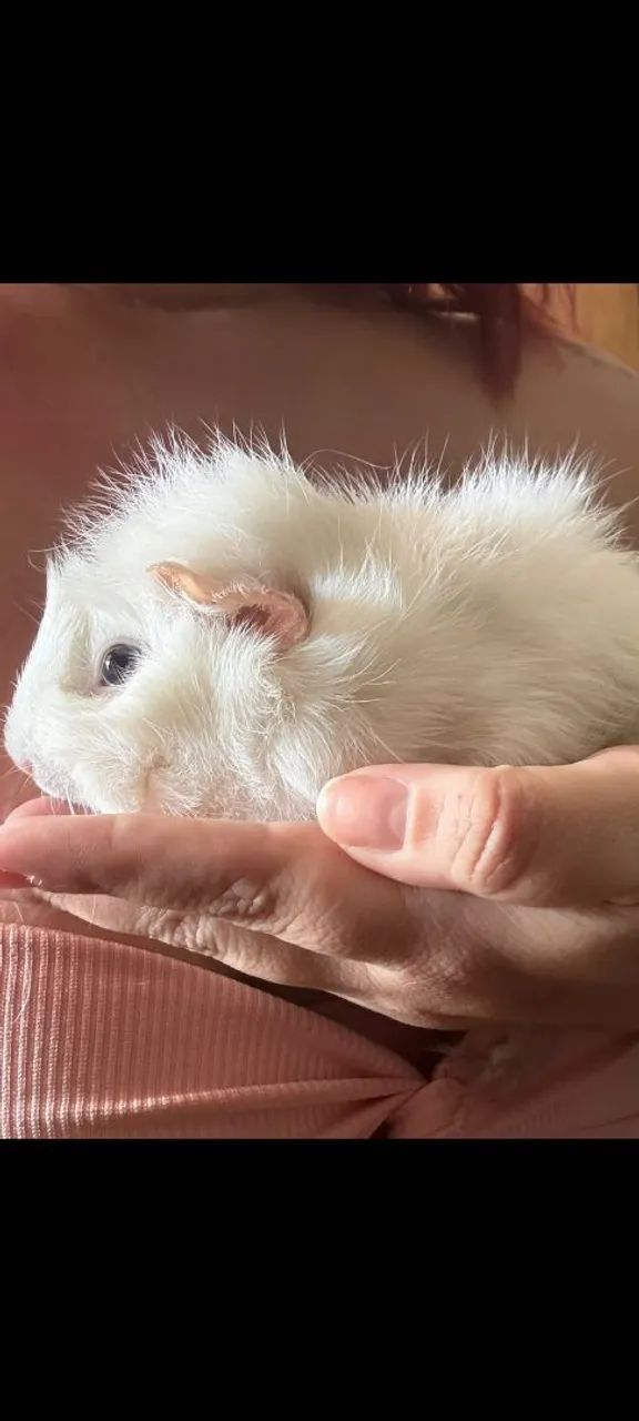 Vendo um casal de porquinhos da Índia fêmea peruana e macho pelo liso
