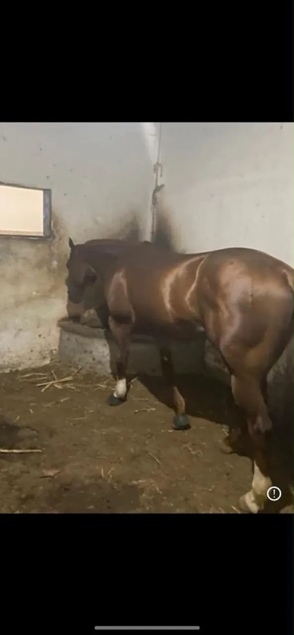 Cavalo de vaquejada  - Foto 3