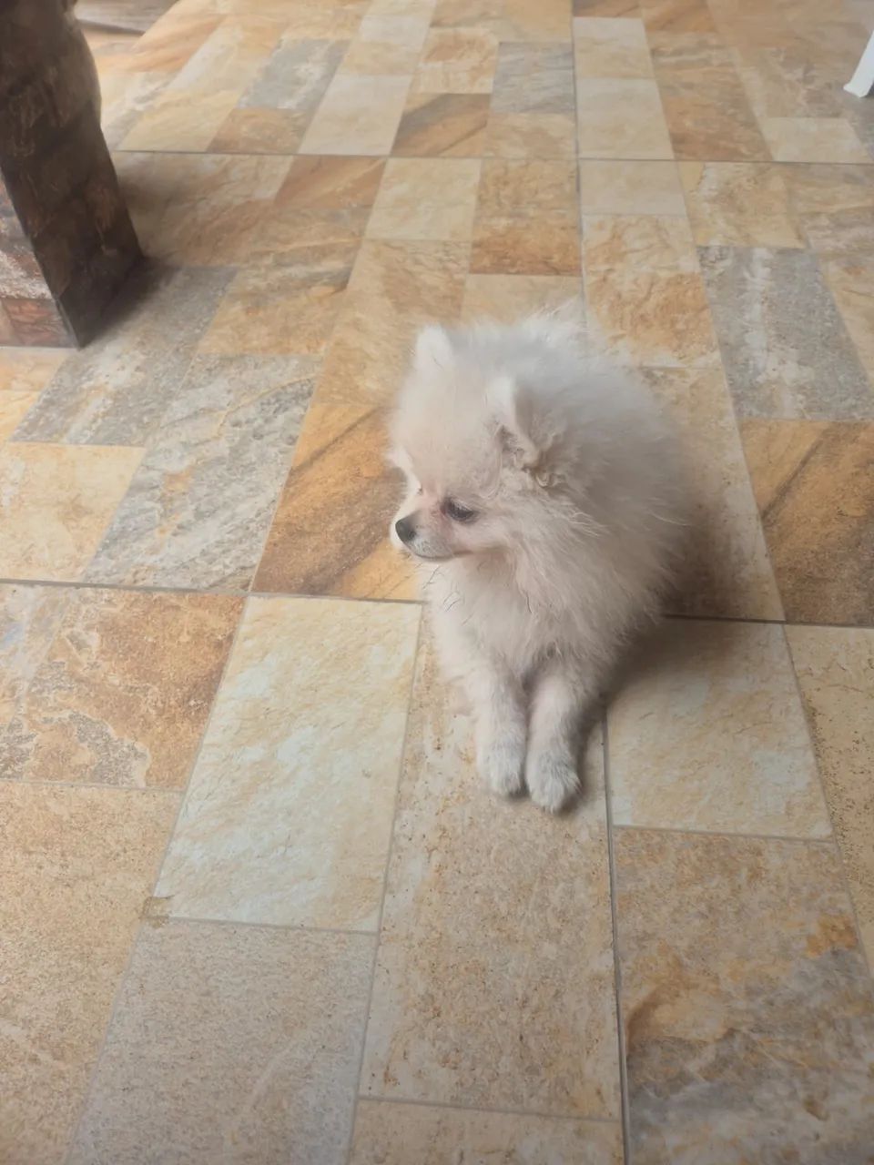 Lulu anão macho - Foto 2