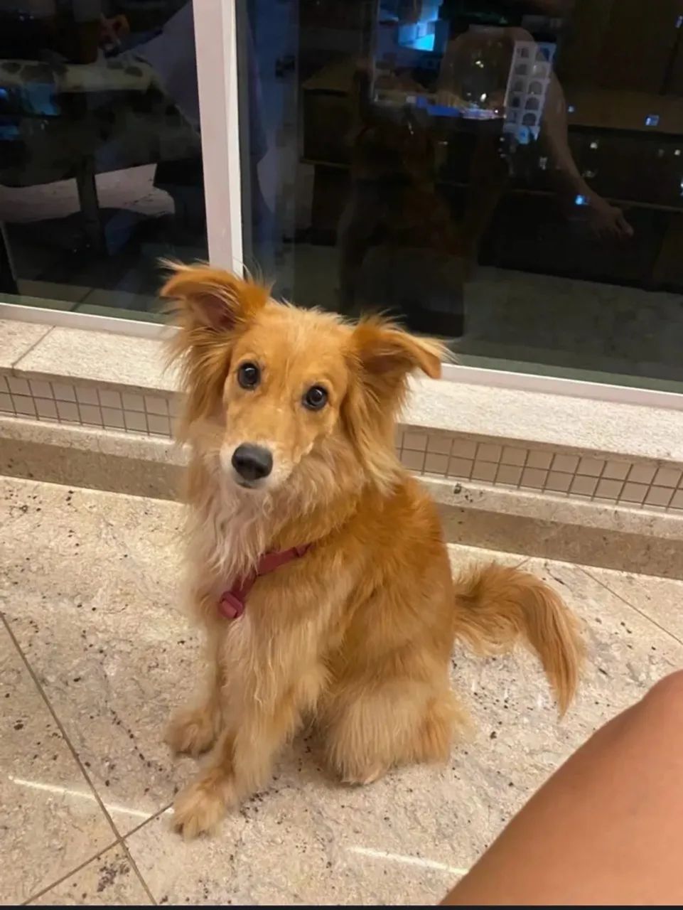 Cachorro para doação  - Foto 5