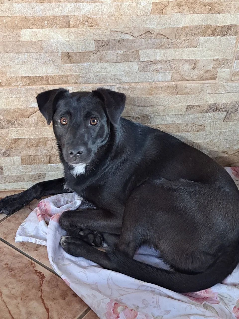 adoção responsável  - Foto 4