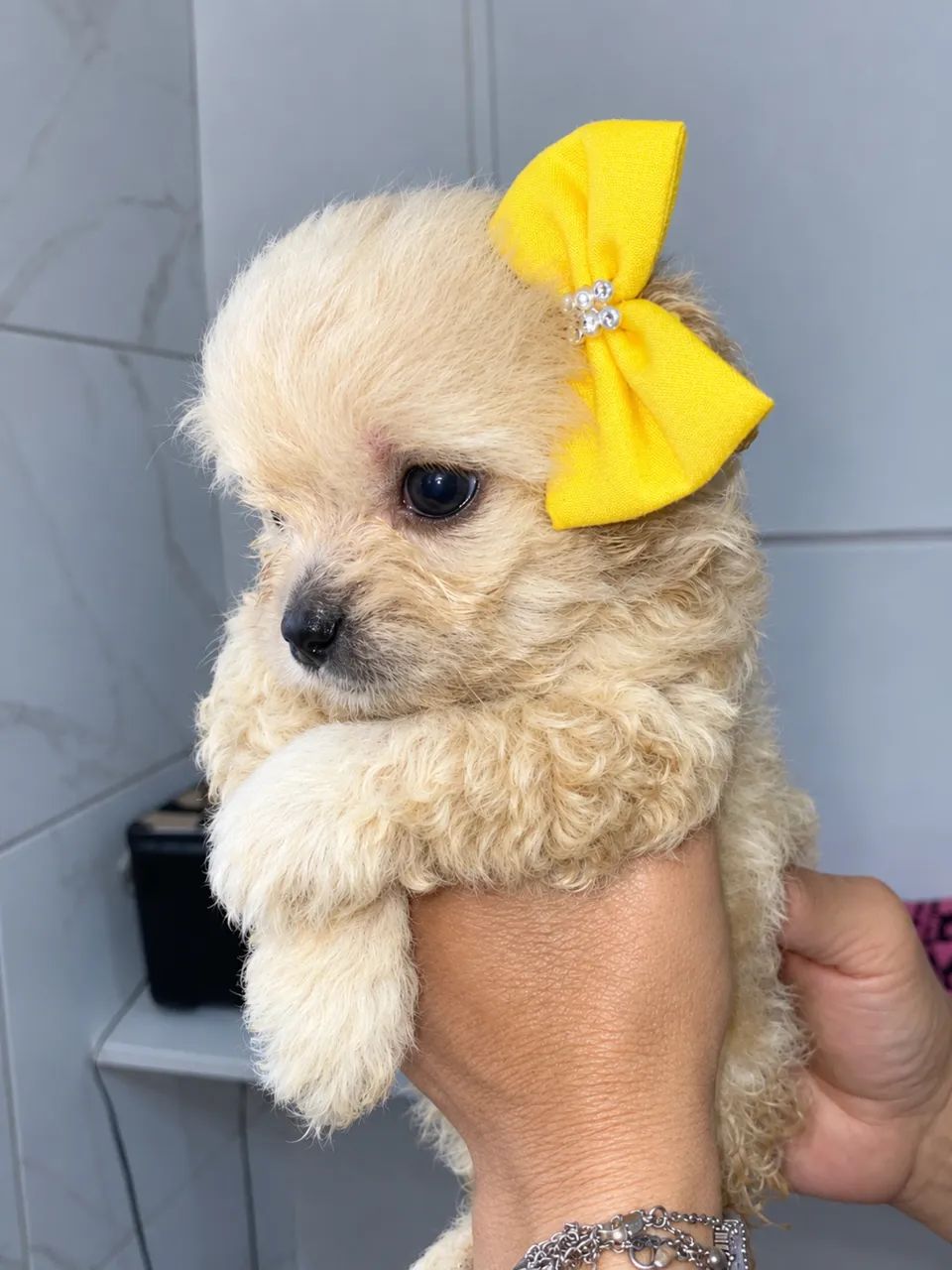 Poodle 