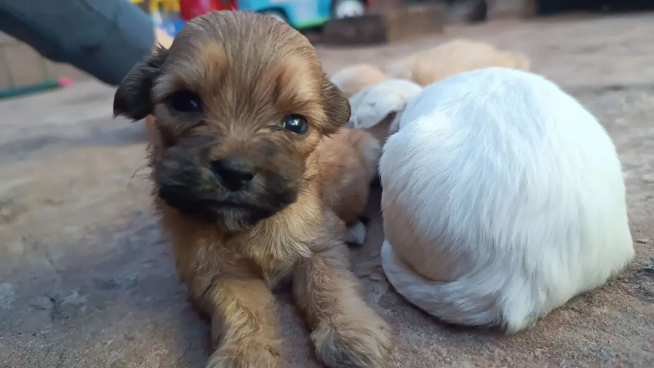 Shitzu com lhasa  - Foto 2