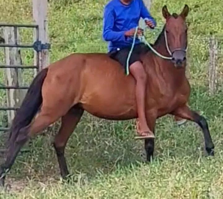 ÉGUA MM SEM REGISTRO