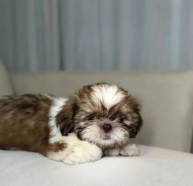 Shih tzu lindos e saudaveis 