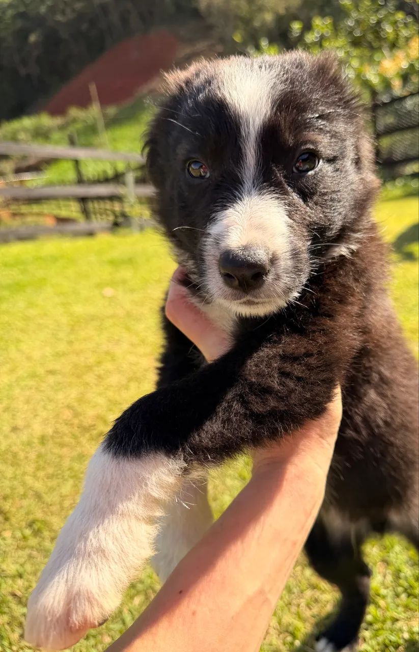 Border Collie de trabalho - Foto 2