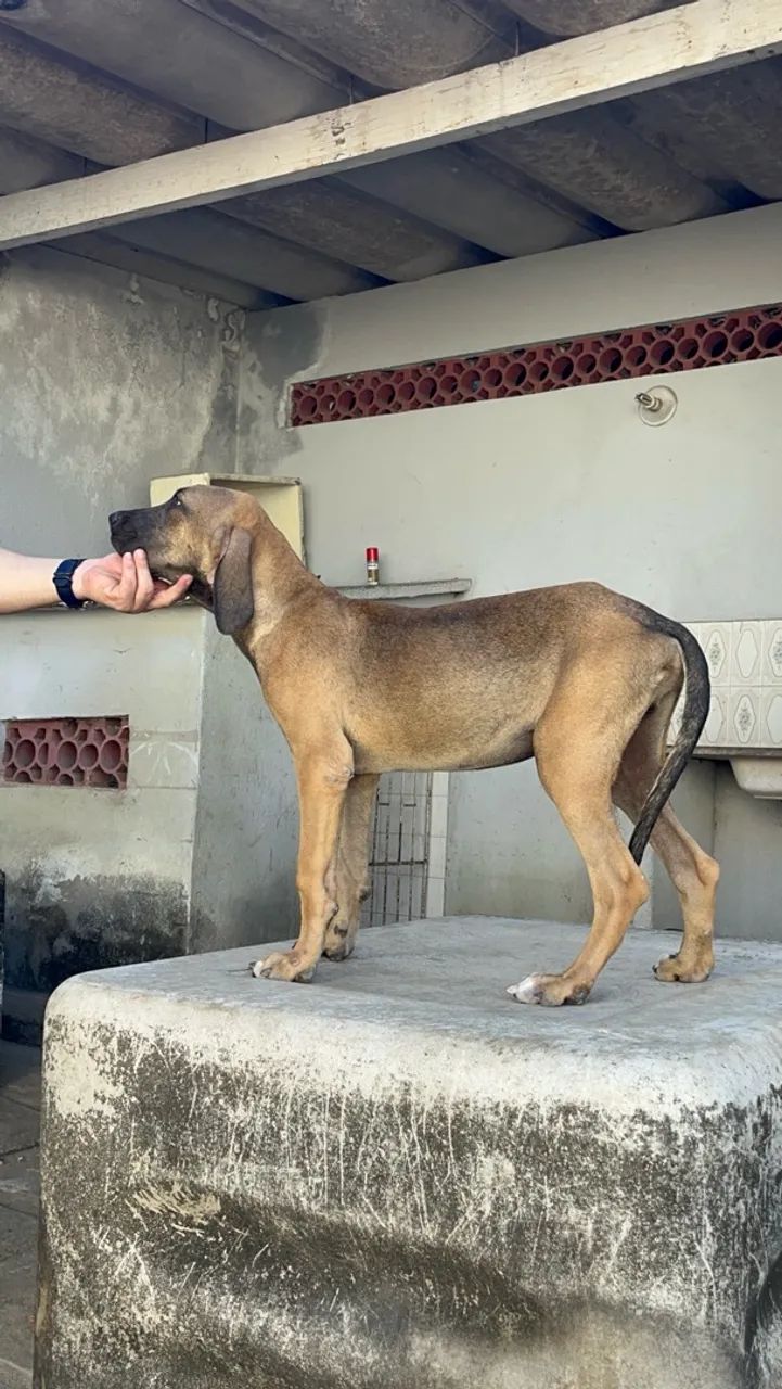 Fila Brasileiro - Foto 2