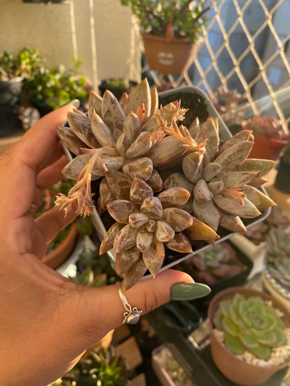 Suculentas 