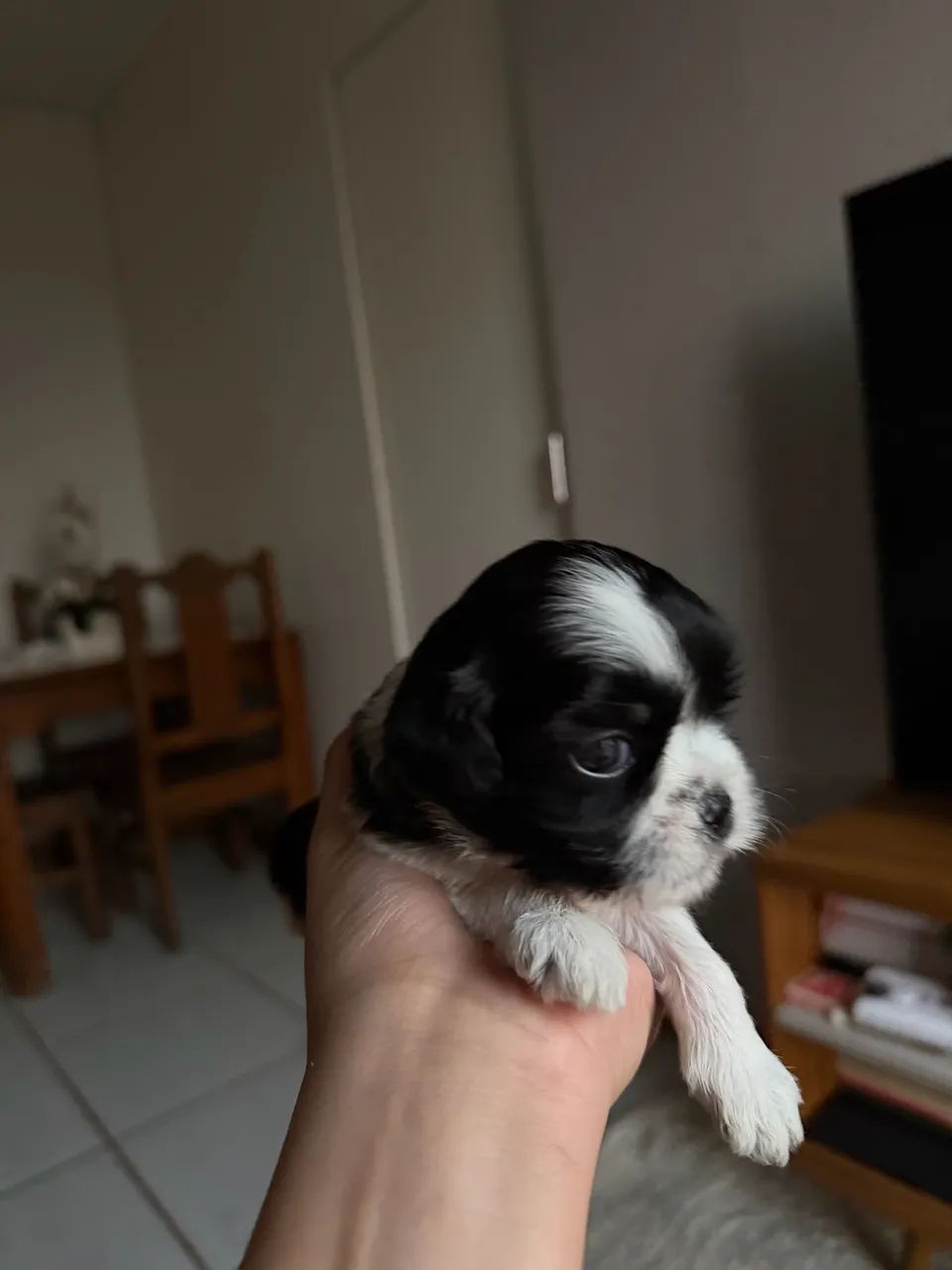 Shitzu anão  - Foto 4