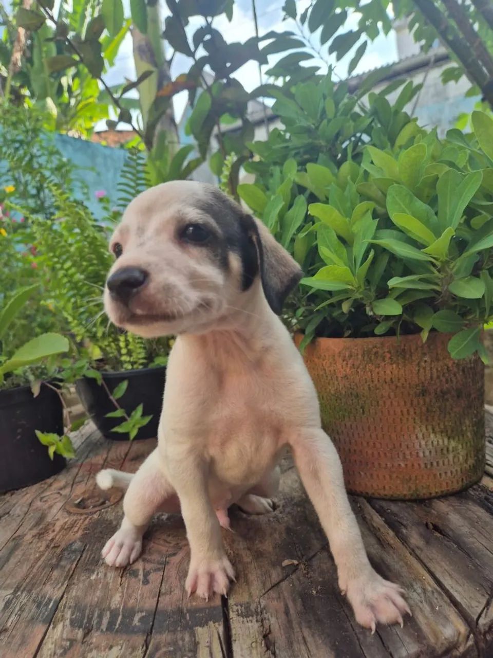Doação de cachorrinhos