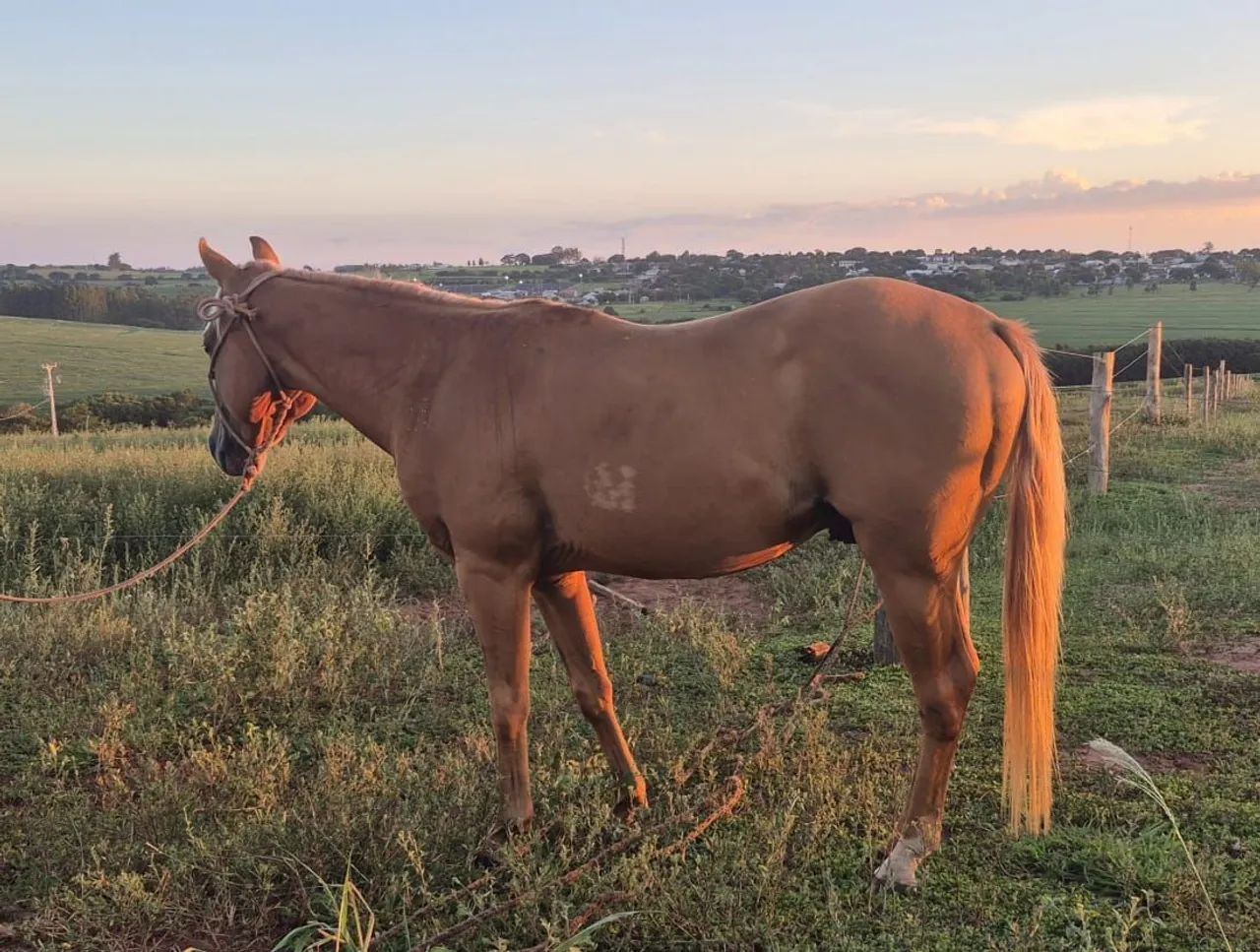 Potro palomino neto de Peeko del Cielo - Foto 2