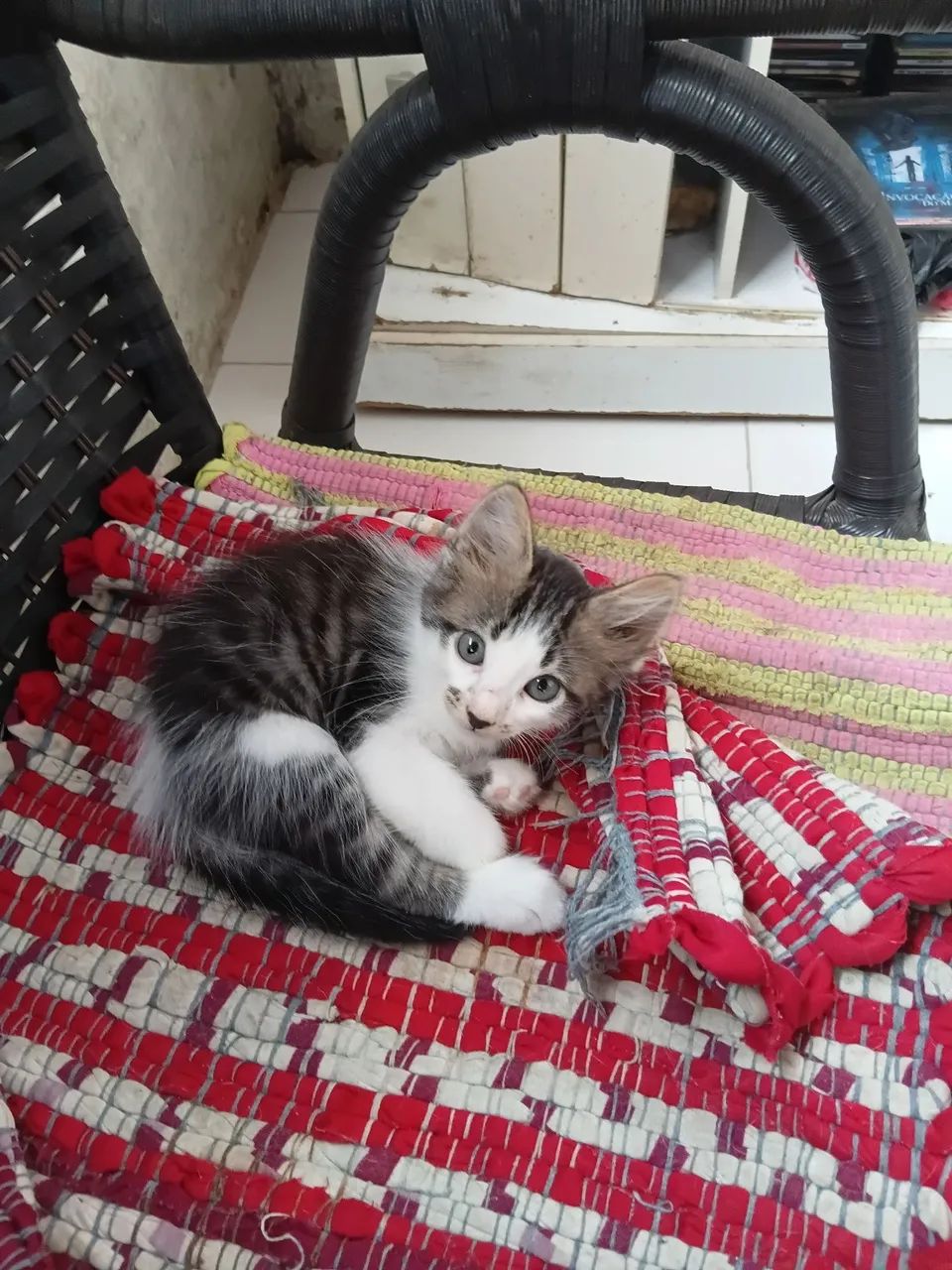 Gatas pra adoção - Foto 3