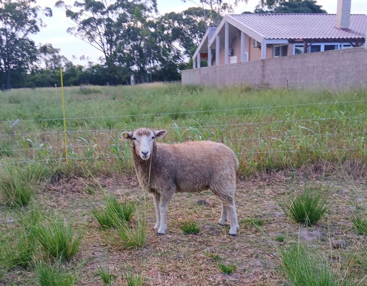 Ovelha - Foto 2