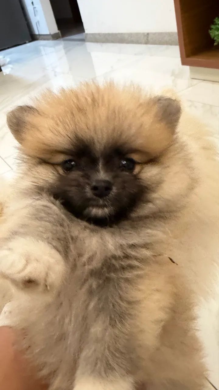 Spitz alemão  - Foto 3