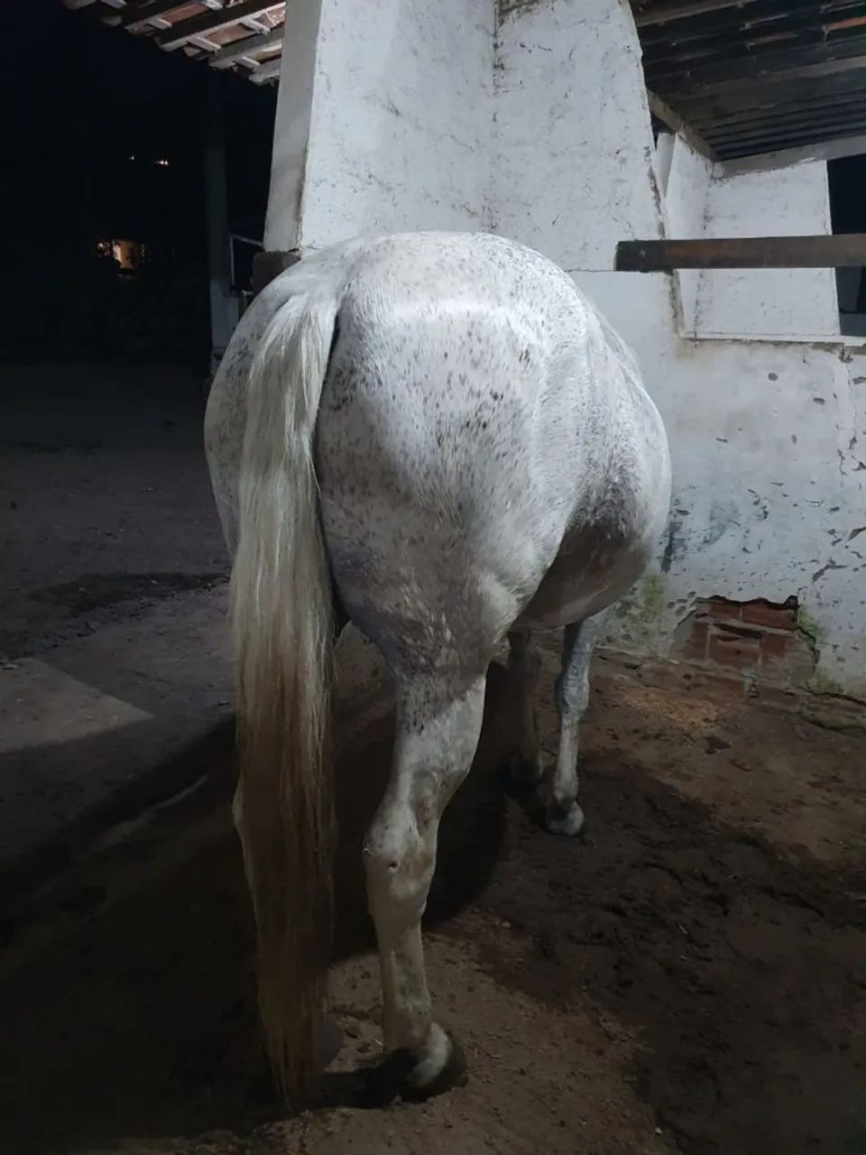 Cavalo - Foto 2