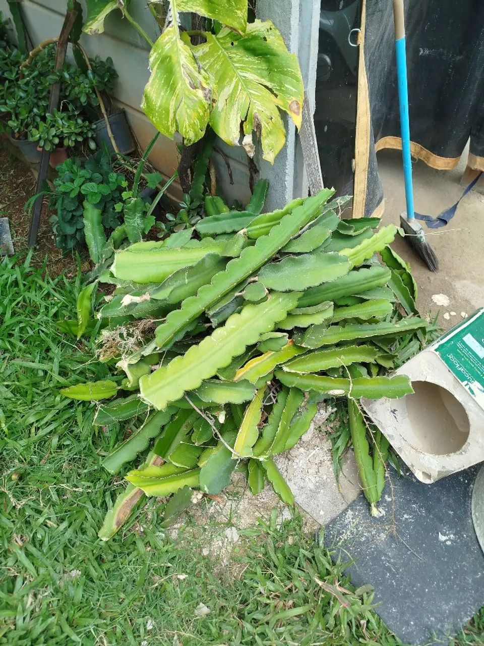 Mudas de pitaya  - Foto 3