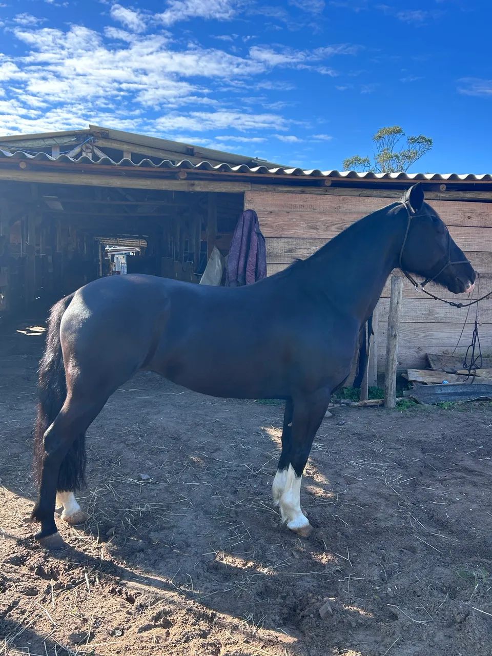Égua crioula pronta pra laço 