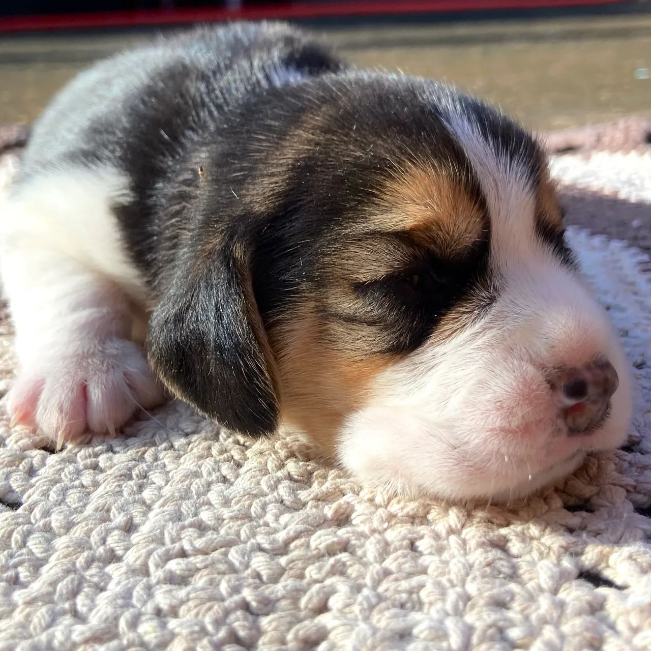 Filhote Beagle
