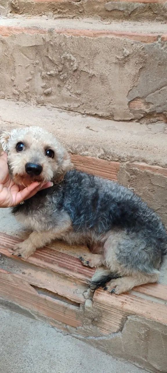 Doação de cachorro  - Foto 2