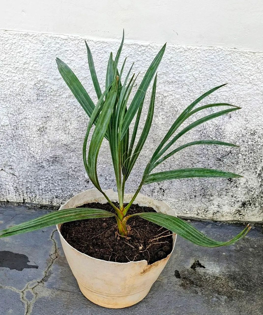 Vendo
