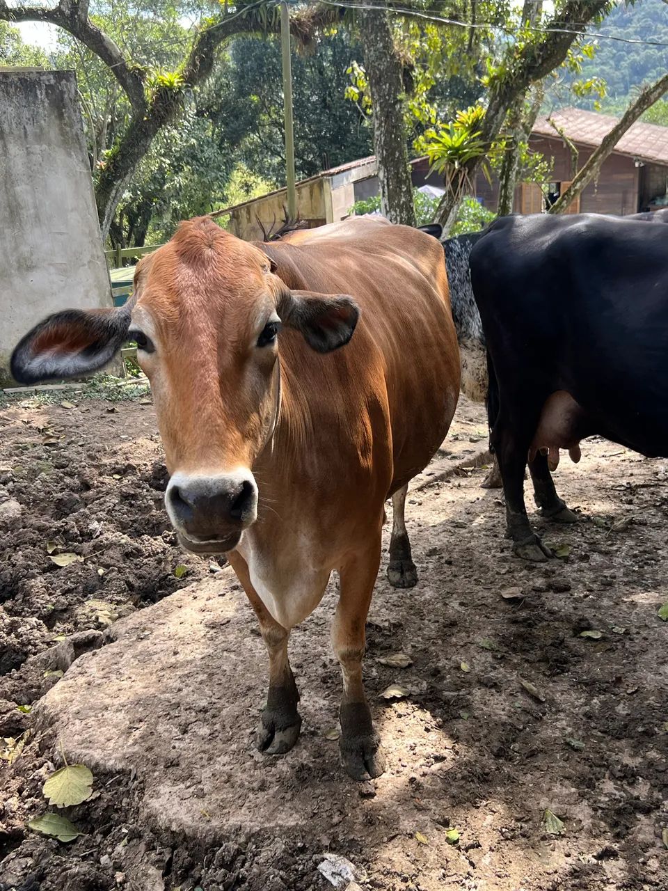 Vaca Girsey - Foto 2