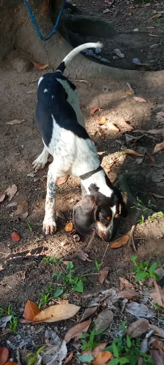 Cães  - Foto 5