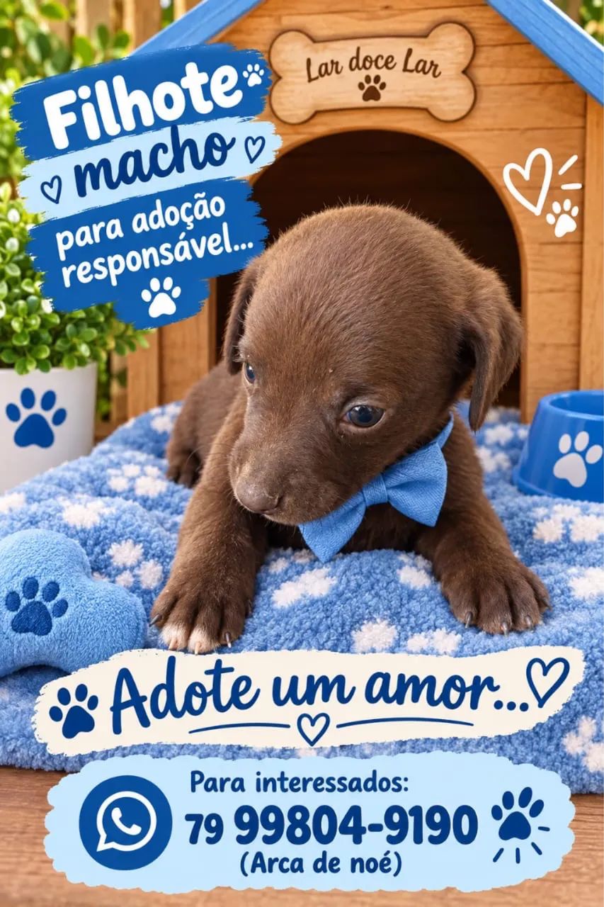 Adoção filhotes? - Foto 5