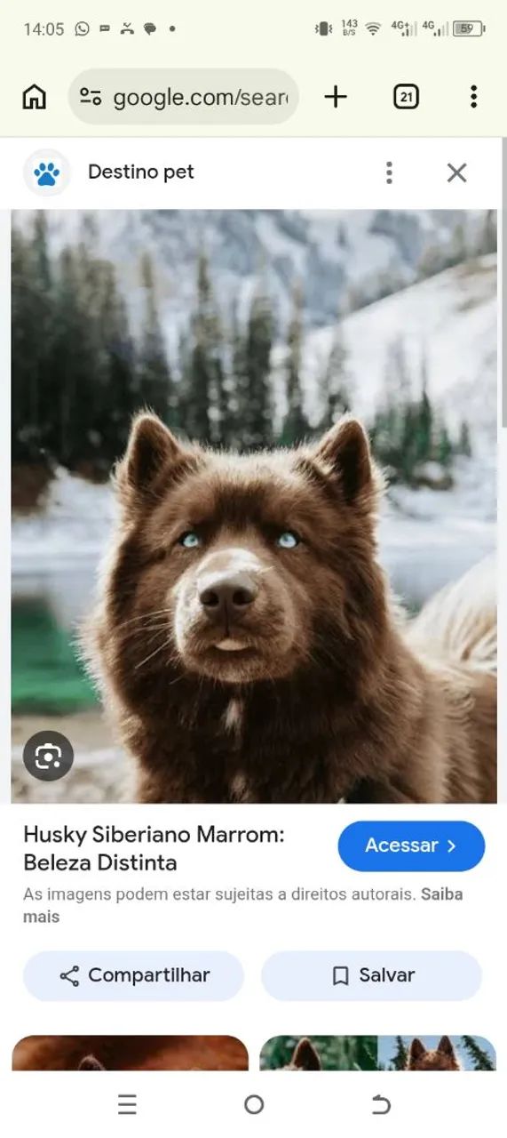 Vendo husky siberiano  - Foto 5