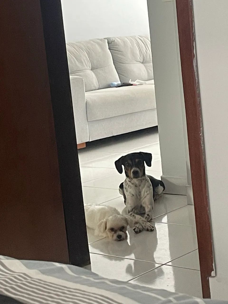 Doação de cachorros  - Foto 2