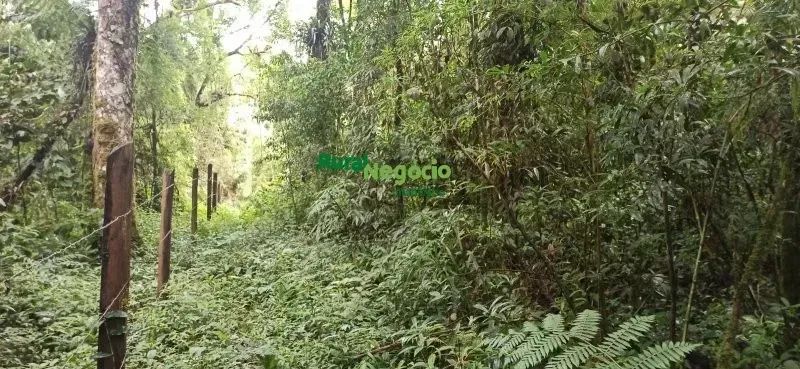 SÍTIO COM CACHOEIRA E SEM BENFEITORIAS EM CUNHA-SP