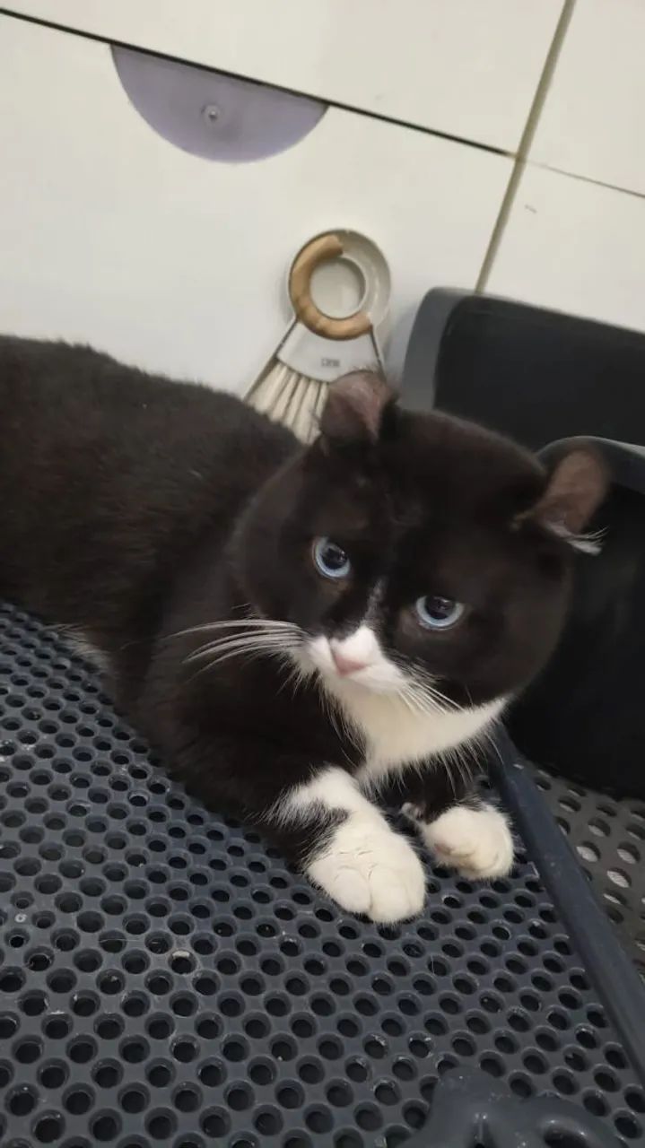 Gato perna curta