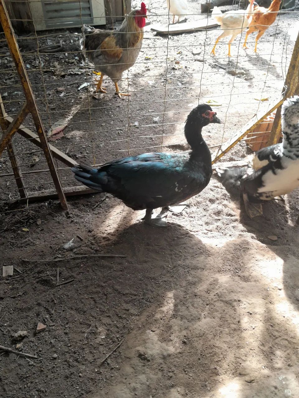 Venda  pato preto