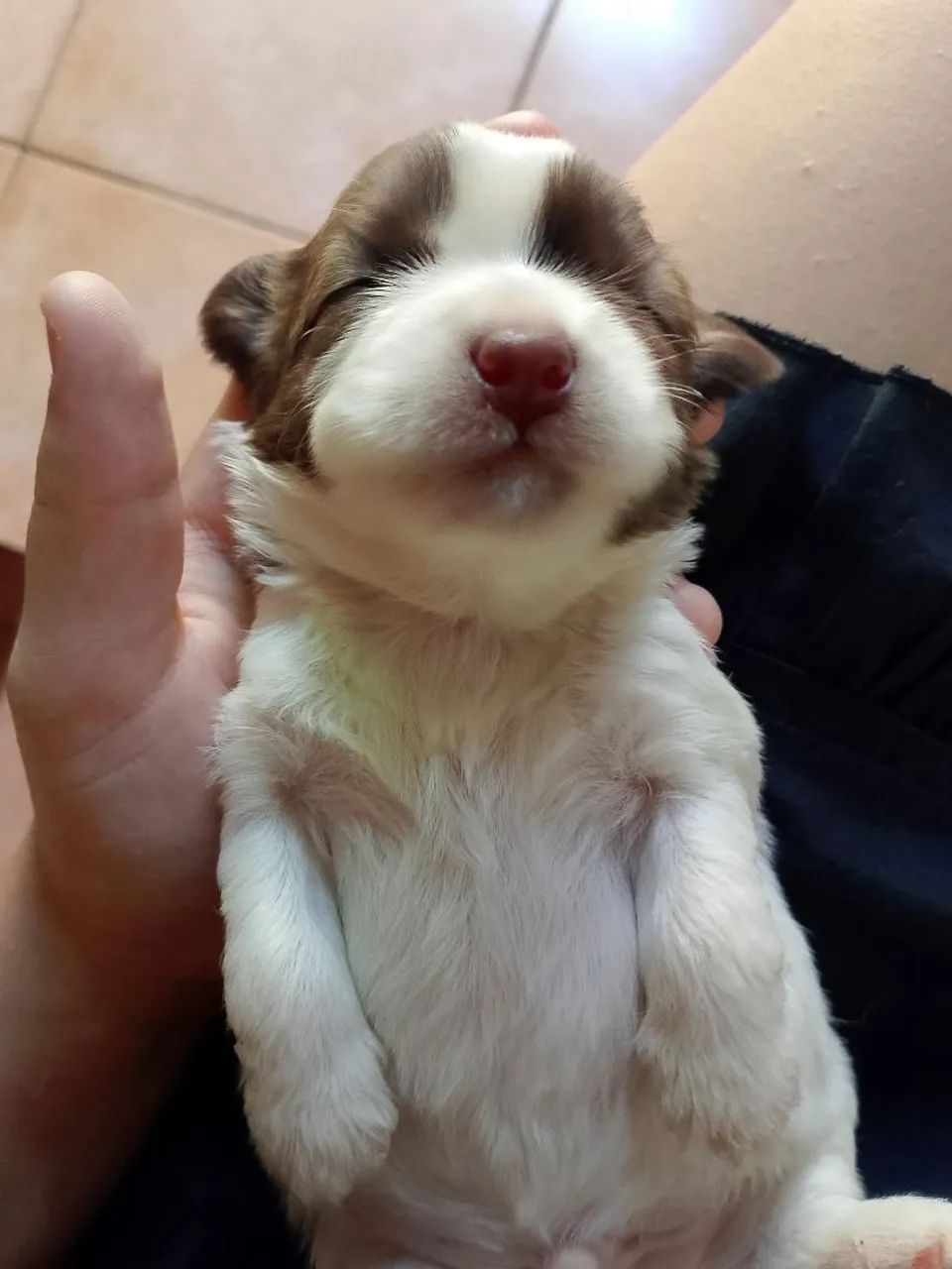 Shih Tzu  - Foto 3