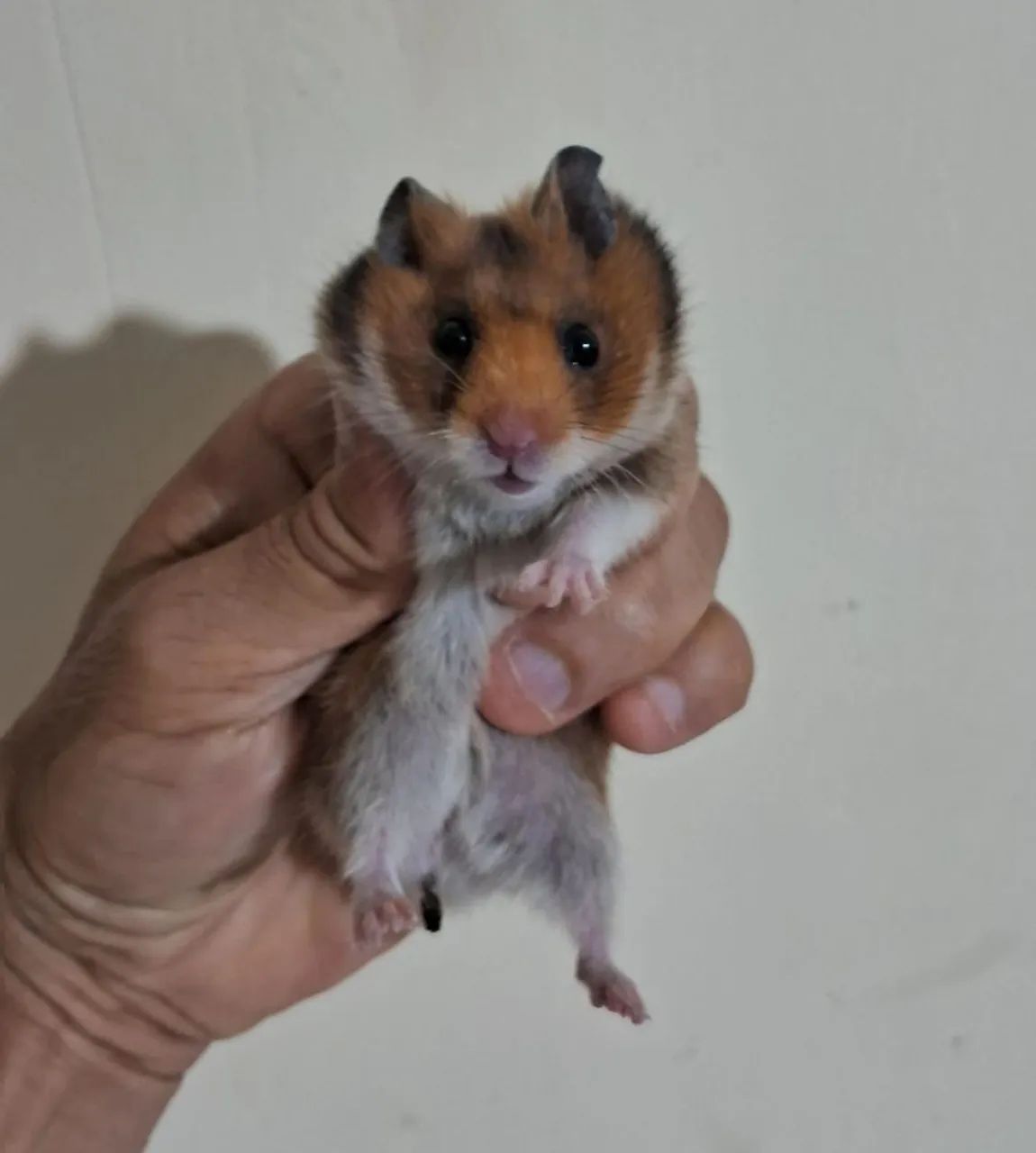 Hamster sirio  - Foto 2