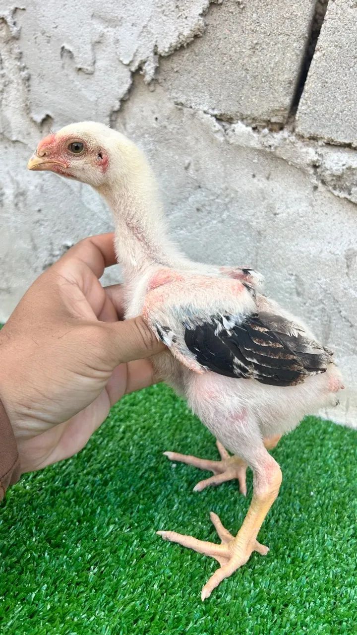 Galinhas - Foto 2
