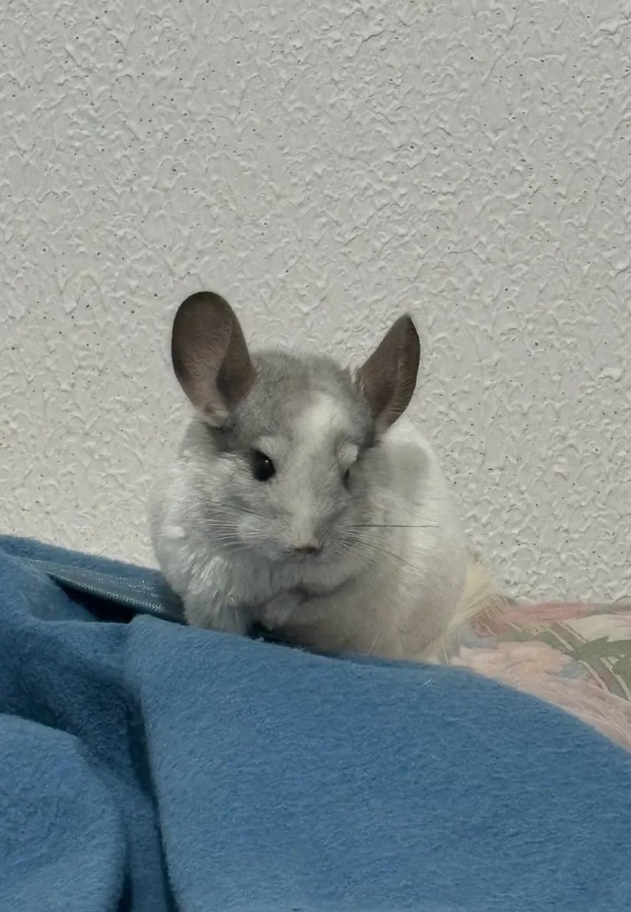 Chinchila