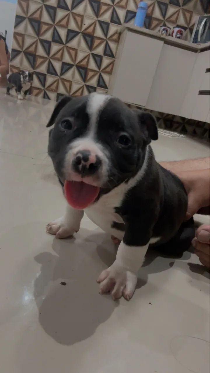 American bully  - Foto 5