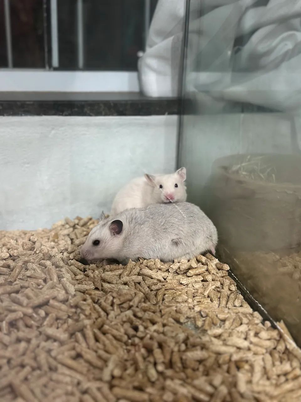 Hamsters ( filhotes)437443719794544642