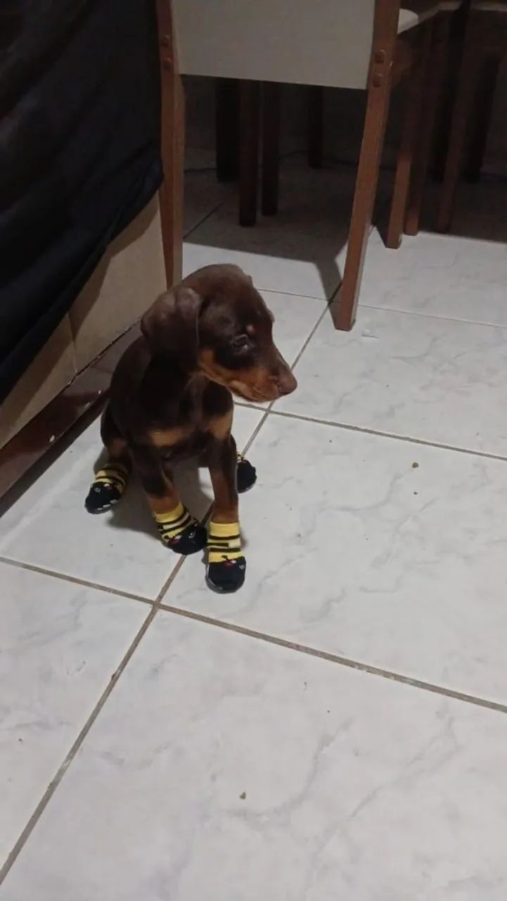 Vendo  - Foto 2