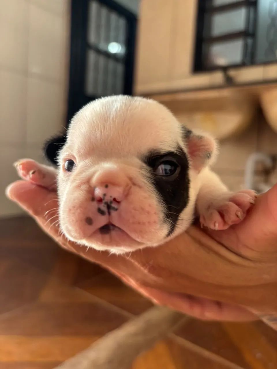 Buldogue francês 