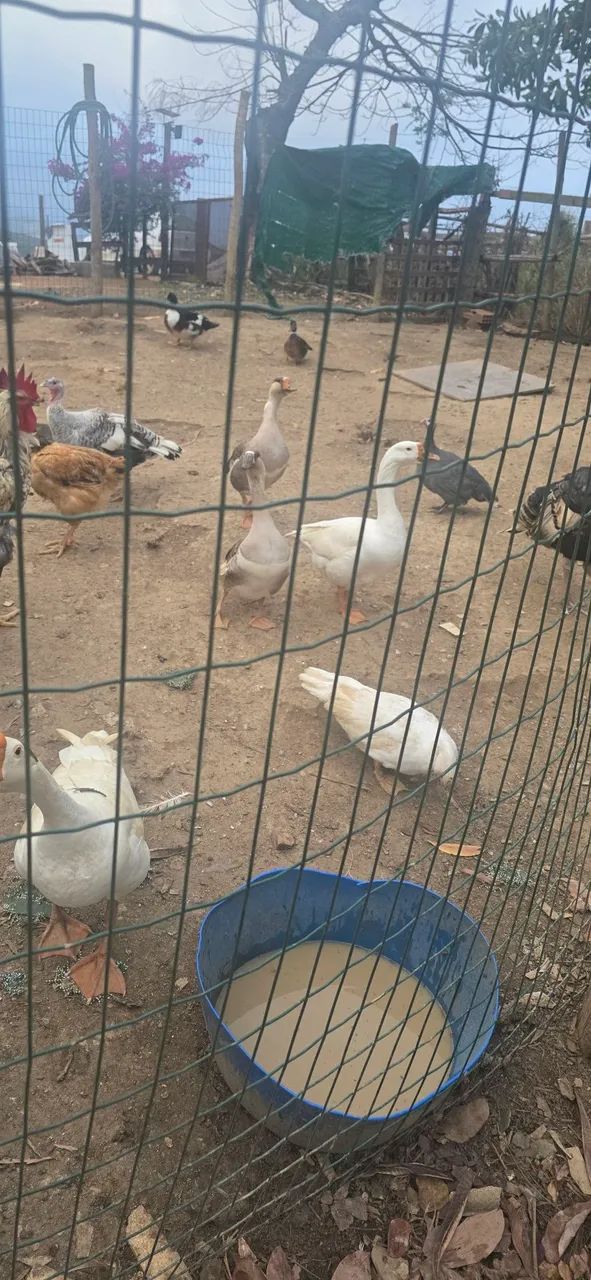 Animais  - Foto 2