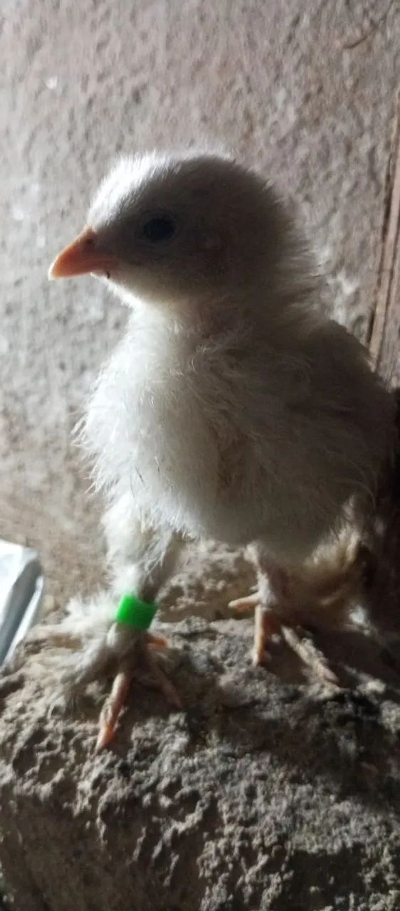 Pintinhos Brahma várias cores  - Foto 5