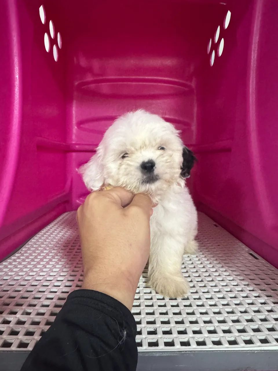 Lhasa apso 