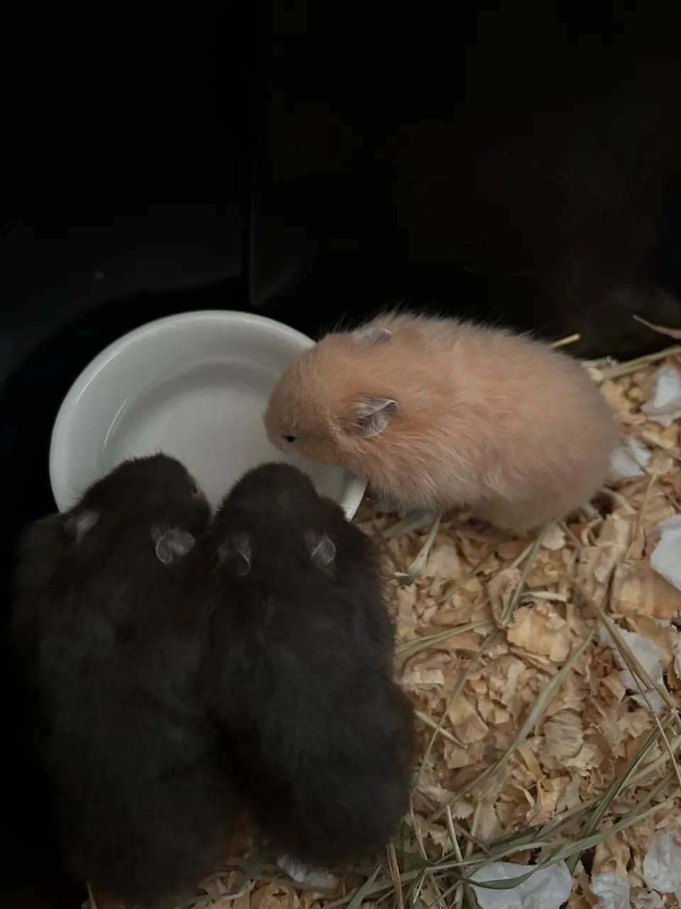 Hamster sírio angorá - Foto 4