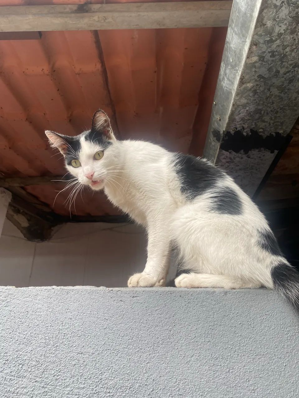 Gato macho 
