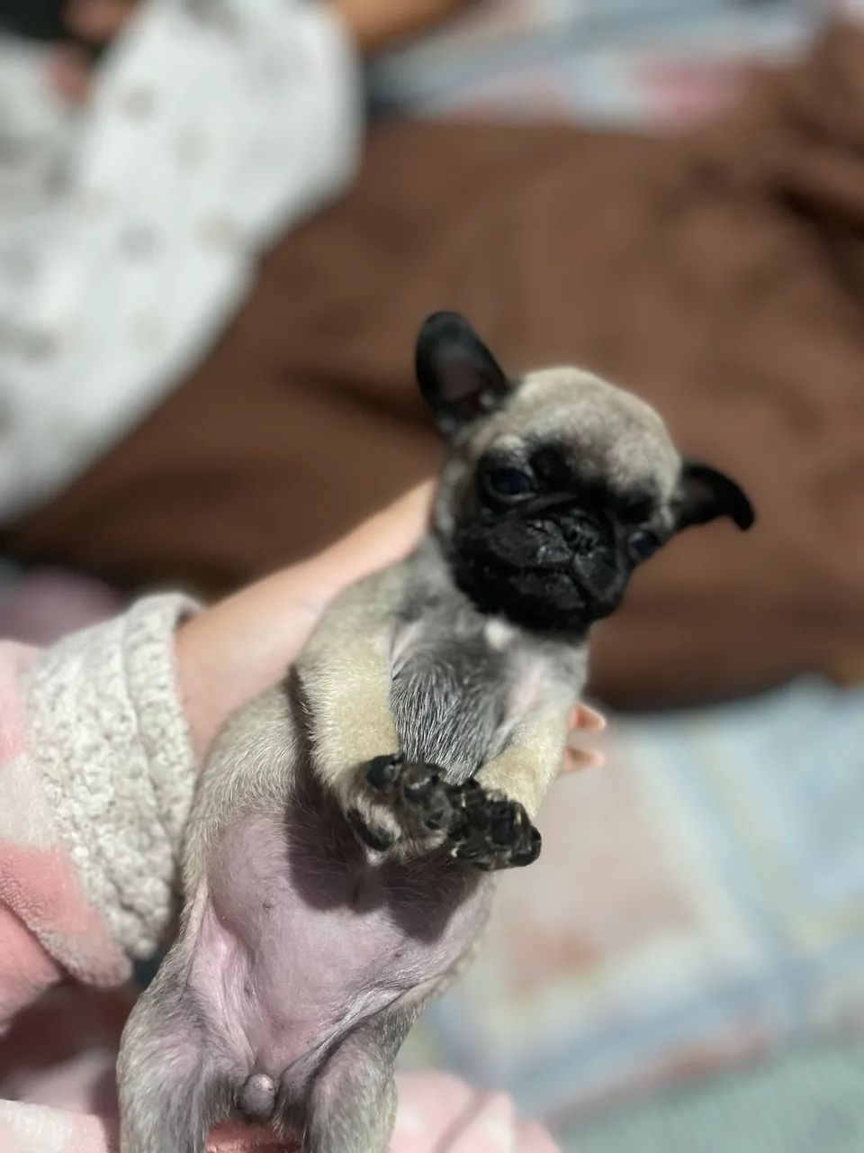 Filhote de pug  - Foto 2