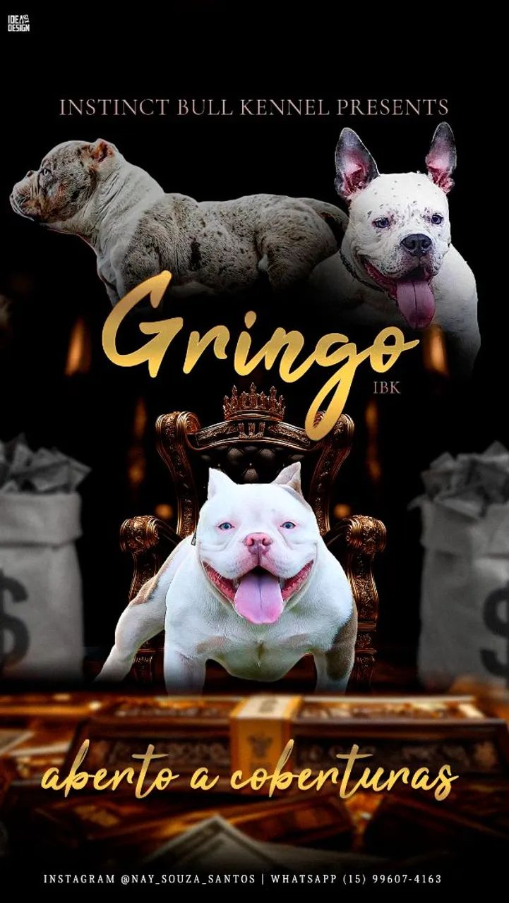 American Bully - Foto 3